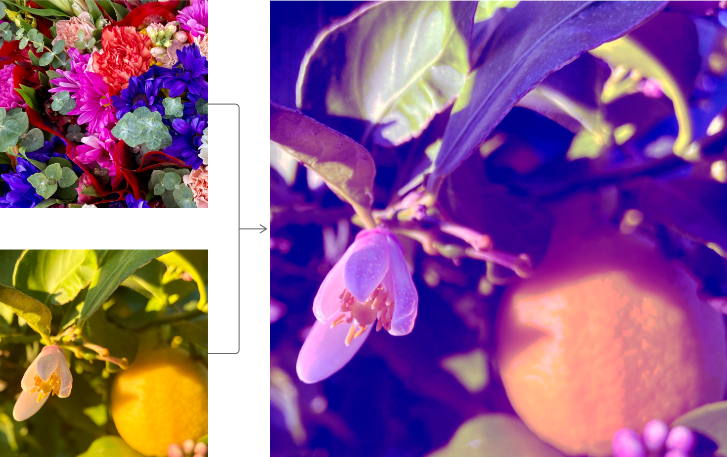 Photos showing a source image of a lemon bloom, a histogram source image of brightly colored flowers, and histogram specified result. The histogram specified result contains the original image with the histogram source image colors.